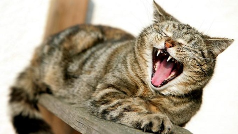 Wenn das Gold redet, dann schweigt die Welt! 827215