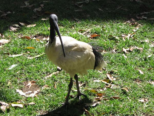 Der USA Bären-Thread 276934