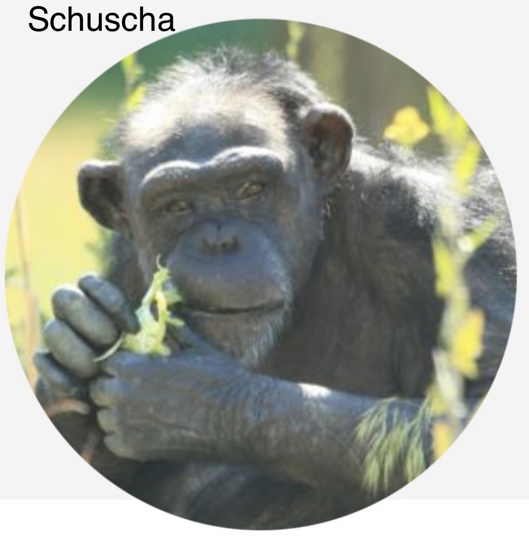 AMC Entertainment Holdings 2.0 - Todamoon?!? 1330841