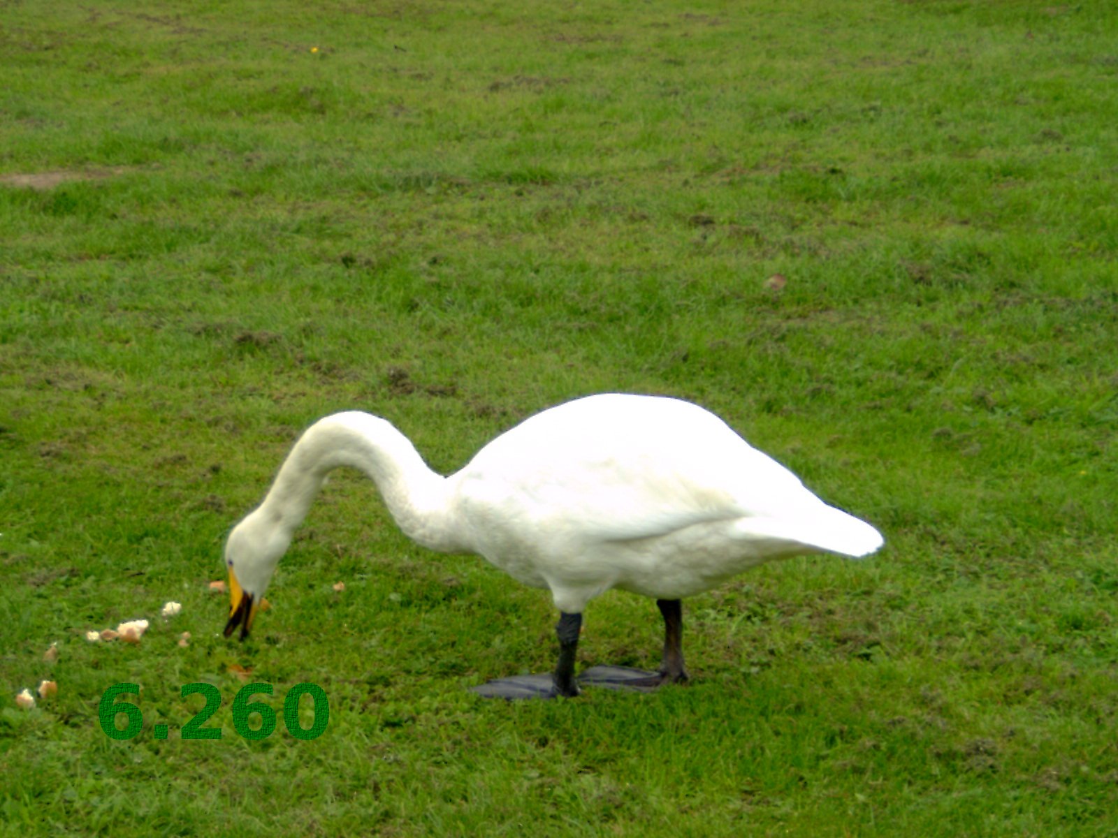 422.DAX Tipp-Spiel, Montag, 04.12.06, 69994