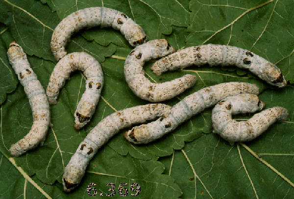 419.DAX Tipp-Spiel, Mittwoch, 29.11.06 69150