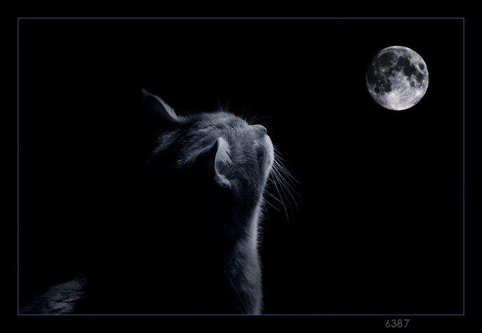 740.DAX Tipp-Spiel, Montag, 10.03.08 153365