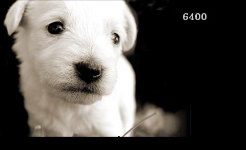 408.DAX Tipp-Spiel, Dienstag, 14.11.06 66765