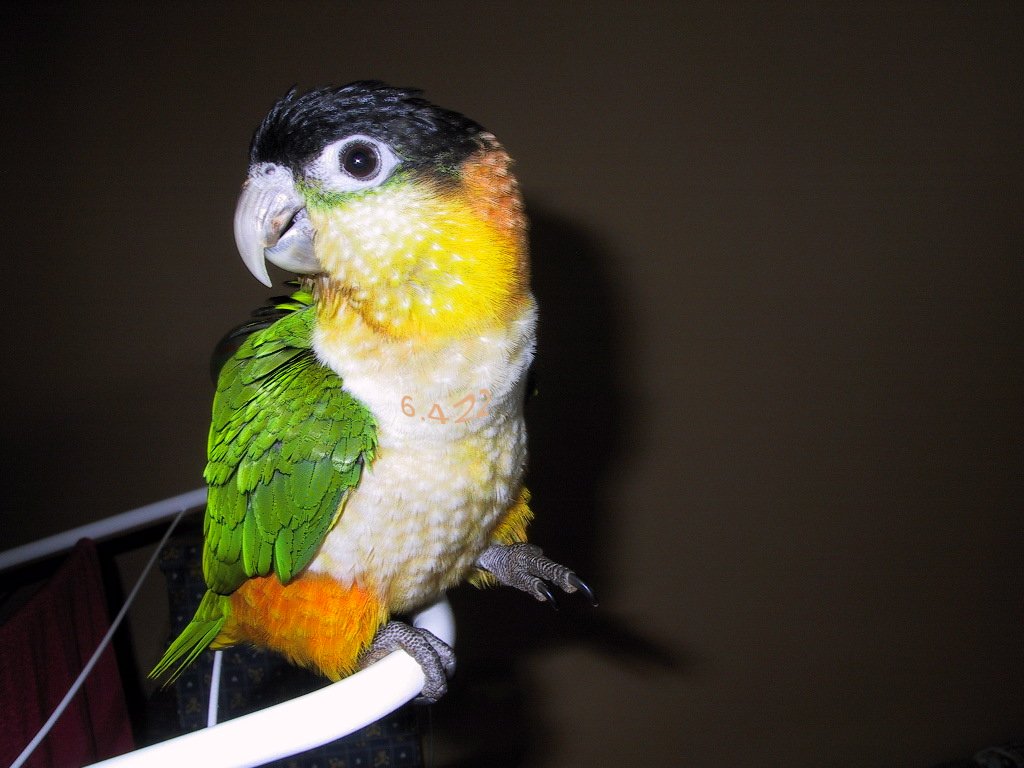 427.DAX Tipp-Spiel, Montag, 11.12.06 71120