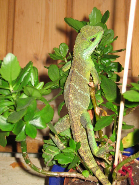 744.DAX Tipp-Spiel, Freitag, 14.03.08 154661