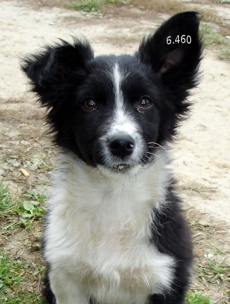 428.DAX Tipp-Spiel, Dienstag, 12.12.06 71297