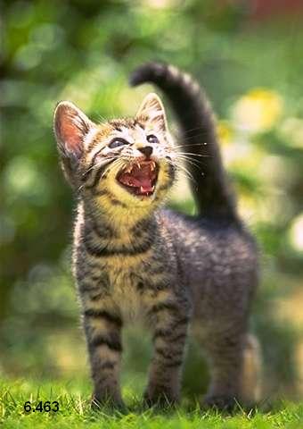 484.DAX Tipp-Spiel, Montag, 05.03.07 85979