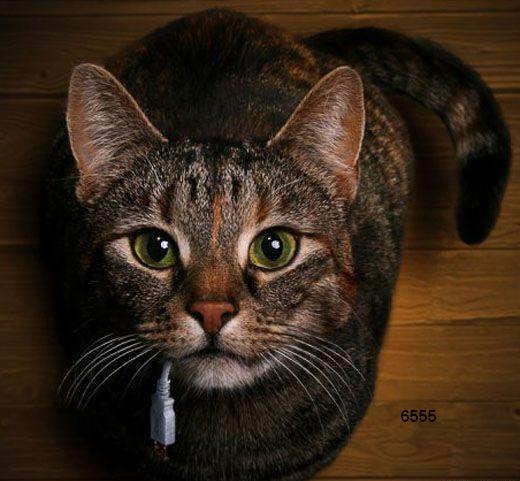 491.DAX Tipp-Spiel, Mittwoch, 14.03.07 87435