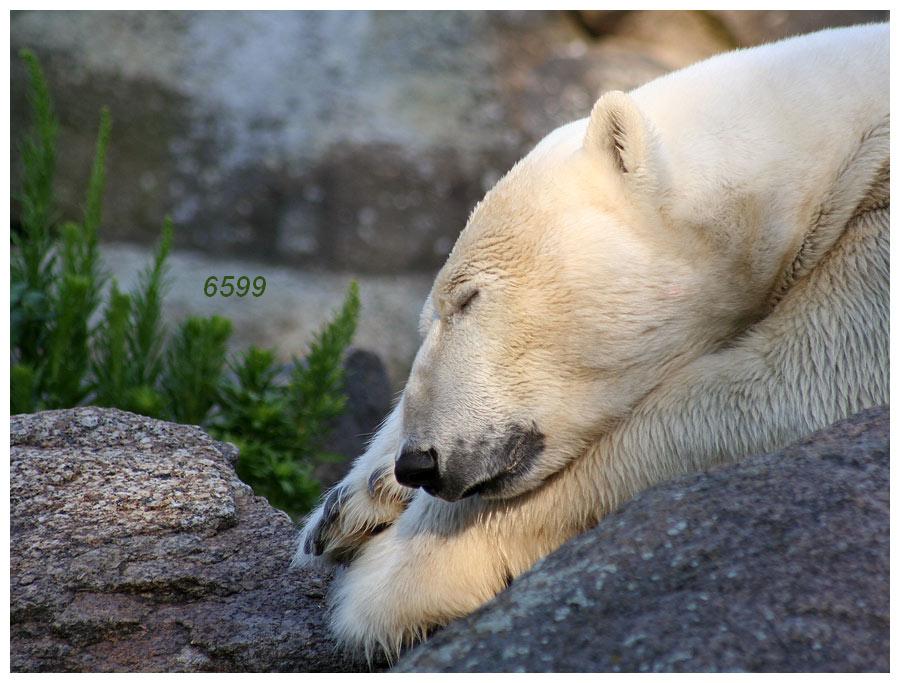 434.DAX Tipp-Spiel, Mittwoch, 20.12.06 72774