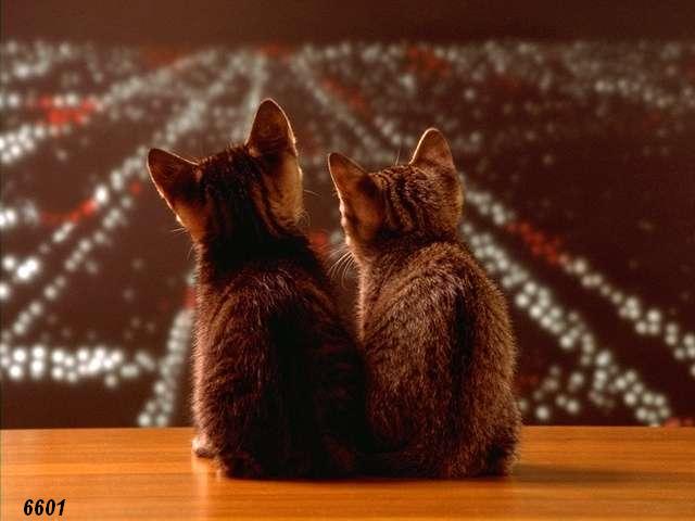 482.DAX Tipp-Spiel, Donnerstag, 29.02.07 85218