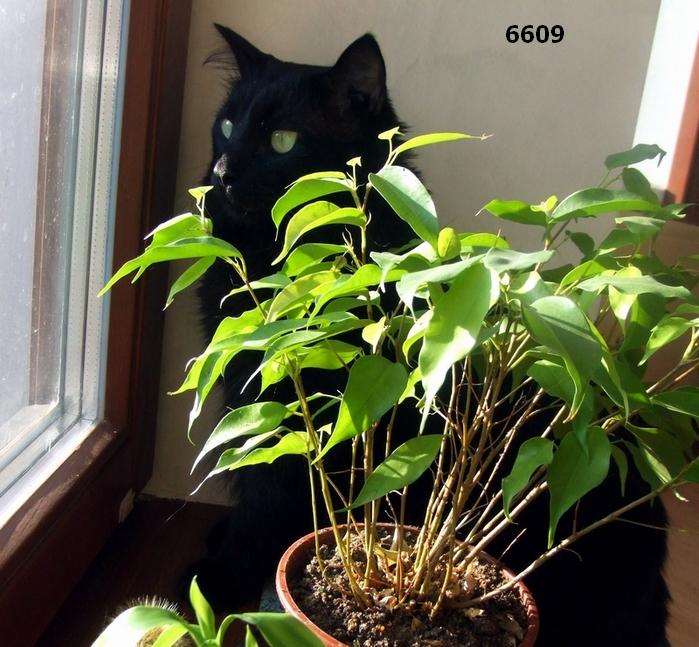 761.DAX Tipp-Spiel, Donnerstag, 10.04.08 158689