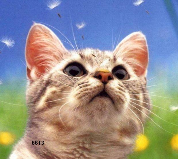 487.DAX Tipp-Spiel, Donnerstag, 08.03.07 86428