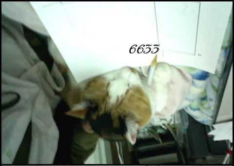 445.DAX Tipp-Spiel, Dienstag, 09.01.07 75860