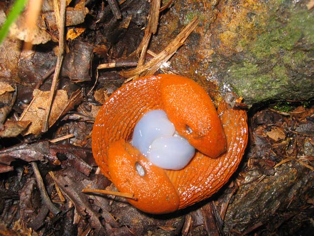 742.DAX Tipp-Spiel, Mittwoch, 12.03.08 153969