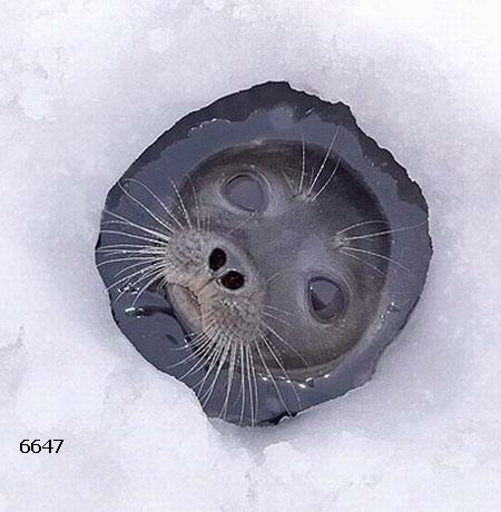 446.DAX Tipp-Spiel, Mittwoch, 10.01.07 76078