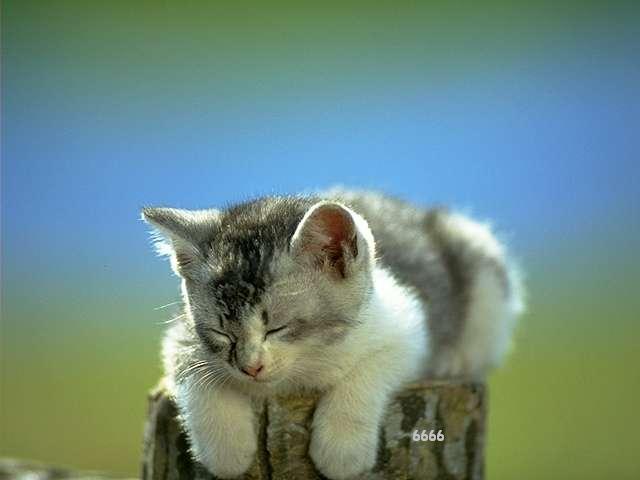 495.DAX Tipp-Spiel, Dienstag, 20.03.07 88421