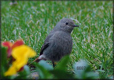 455.DAX Tipp-Spiel, Dienstag, 23.1.07 78635