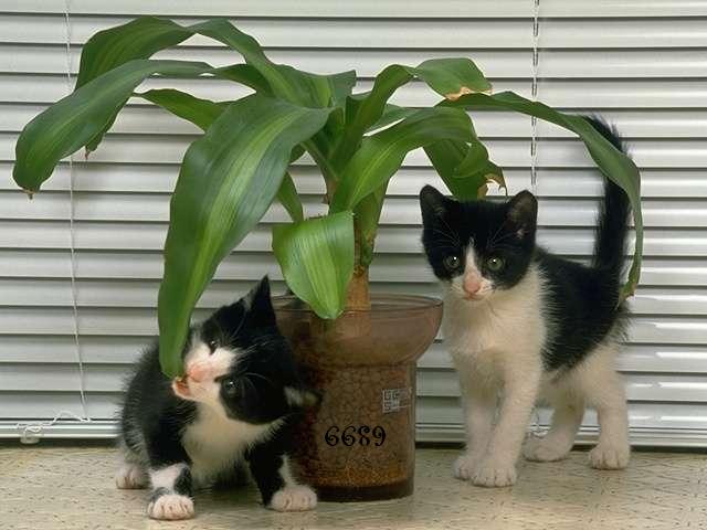 756.DAX Tipp-Spiel, Donnerstag, 03.04.08 157575