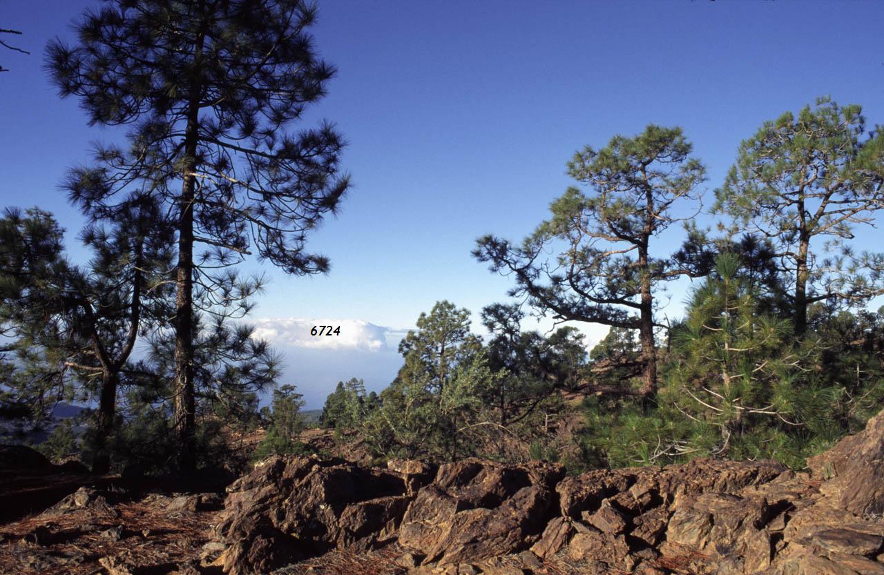 803.DAX Tipp-Spiel, Dienstag, 10.06.08, 17:45 Uhr 168062