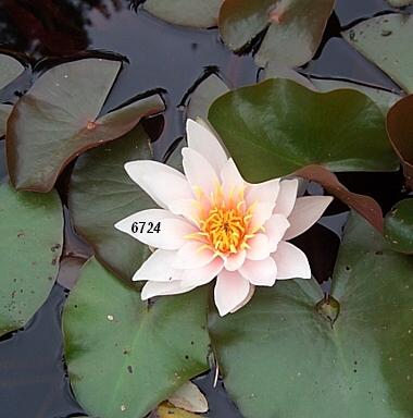 459.DAX Tipp-Spiel, Montag, 29.01.07 79637