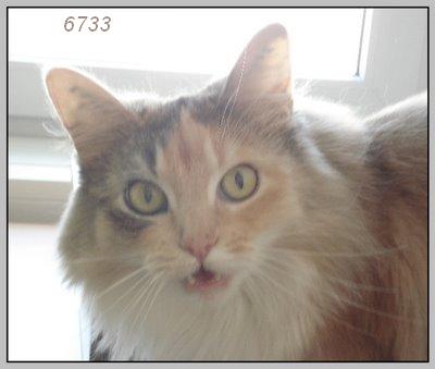 452.DAX Tipp-Spiel, Donnerstag, 18.01.07 77675