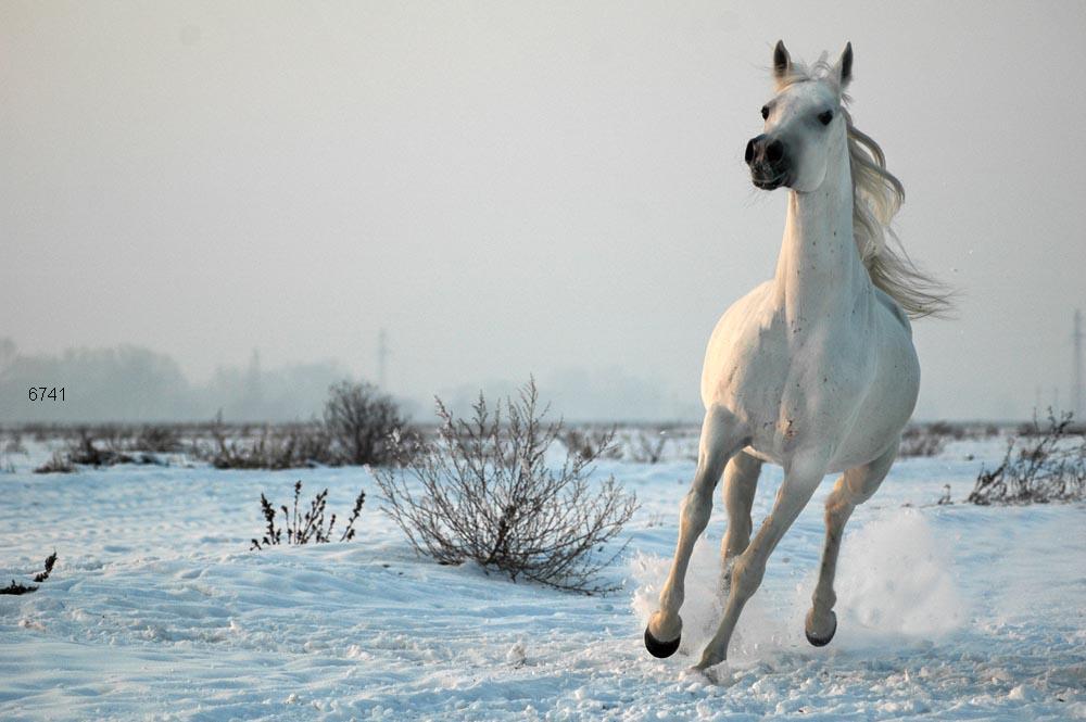 460.DAX Tipp-Spiel, Dienstag, 30.01.07 79860