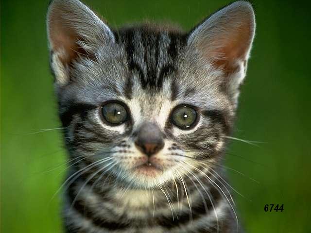 483.DAX Tipp-Spiel, Freitag, 02.03.07 85478