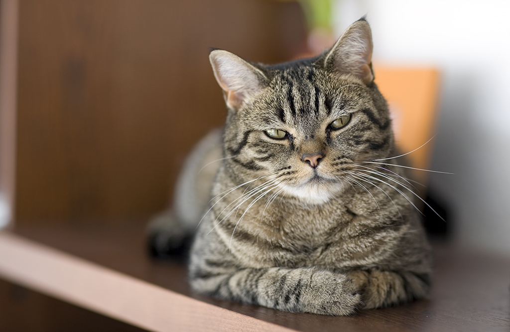 709.DAX Tipp-Spiel, Freitag, 25.01.08 144452