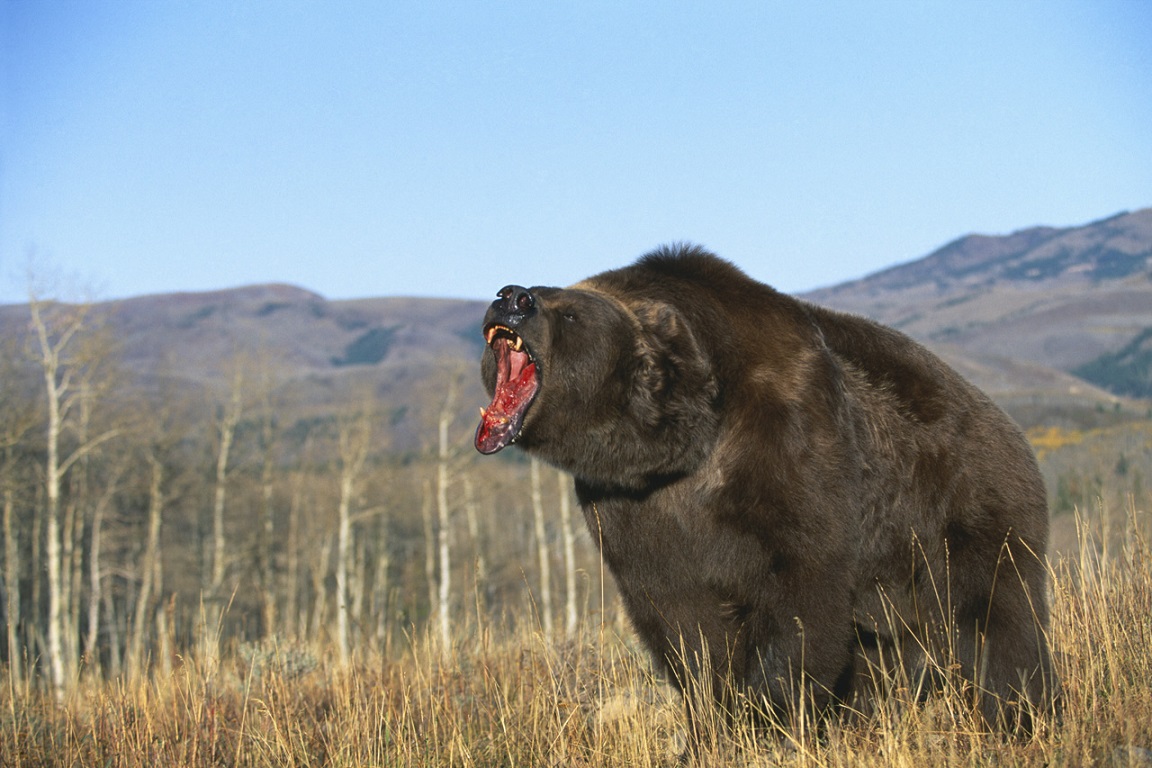 Der USA Bären-Thread 910267