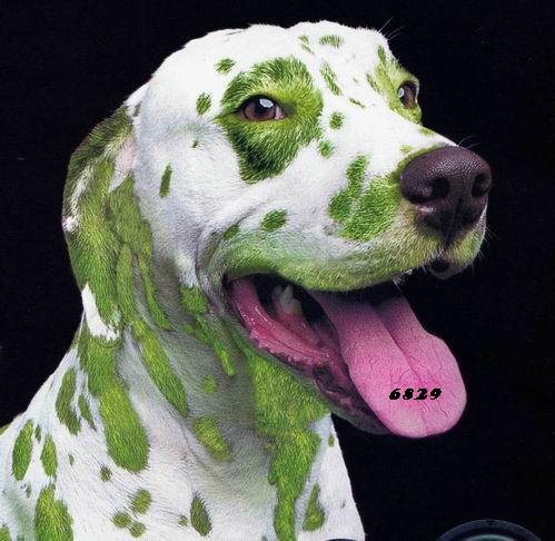 469.DAX Tipp-Spiel, Montag, 12.02.07 81927