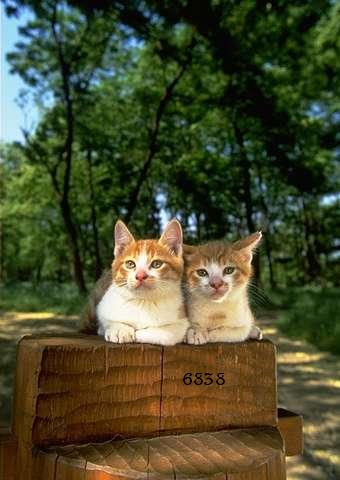 725.DAX Tipp-Spiel, Montag, 18.02.08 148872