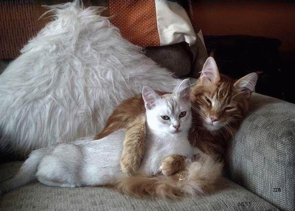 793.DAX Tipp-Spiel, Dienstag, 27.05.08, 17.45 Uhr 165317