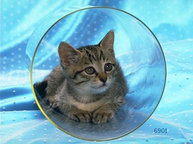 473.DAX Tipp-Spiel, Freitag, 16.02.07 82843