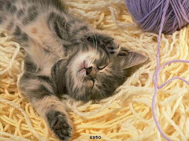 723.DAX Tipp-Spiel, Donnerstag, 14.02.08 148146