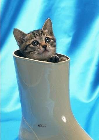 477.DAX Tipp-Spiel, Donnerstag, 22.02.07 83941