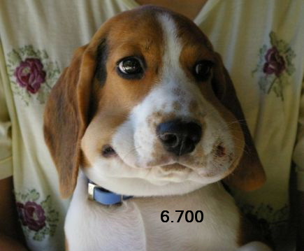 805.DAX Tipp-Spiel, Donnerstag, 12.06.08, 17:45 168490