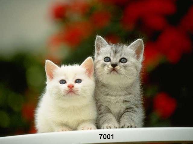 479.DAX Tipp-Spiel, Montag, 26.02.07 84608