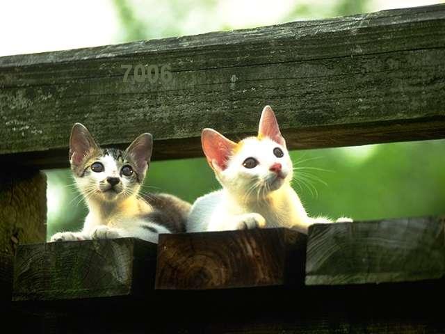 476.DAX Tipp-Spiel, Mittwoch, 21.02.07 83666