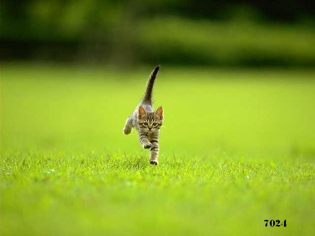 795.DAX Tipp-Spiel, Donnerstag, 29.05.08, 17:45 165725