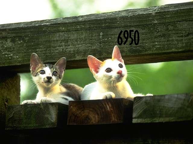 726.DAX Tipp-Spiel, Dienstag, 19.02.08 149038