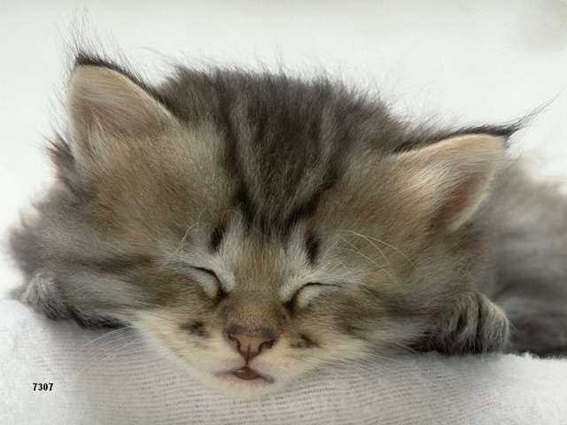 521.DAX Tipp-Spiel, Freitag, 27.04.07 94950