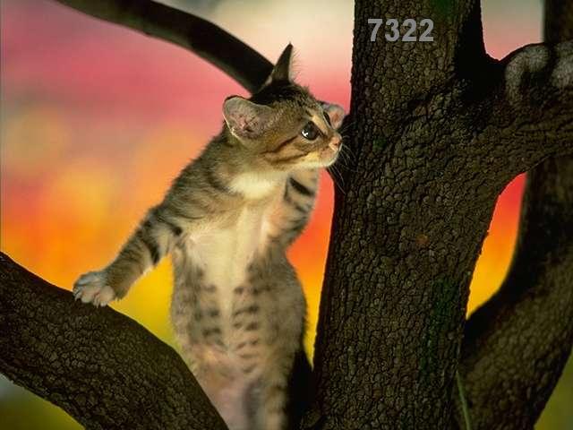 520.DAX Tipp-Spiel, Donnerstag, 26.04.07 94715