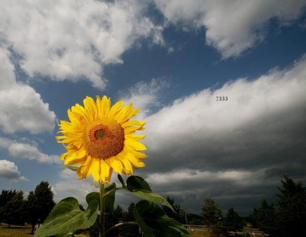 594.DAX Tipp-Spiel, Freitag, 10.08.07 113907