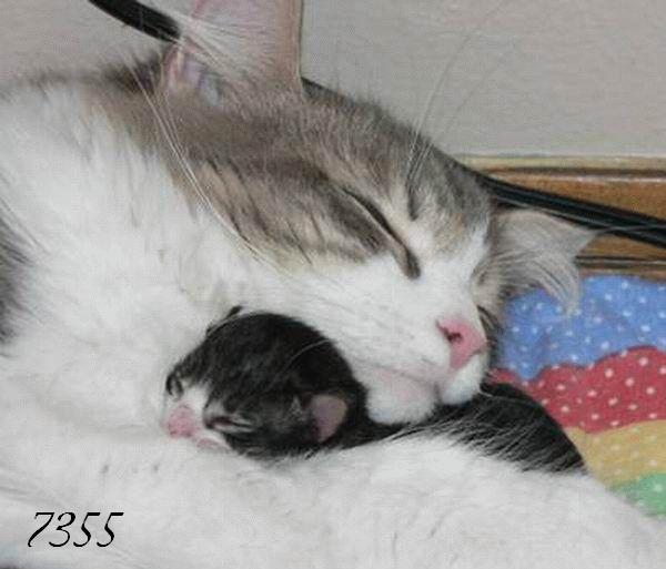 518.DAX Tipp-Spiel, Dienstag, 24.04.07 94284