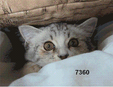 522.DAX Tipp-Spiel, Montag, 30.04.07 95291