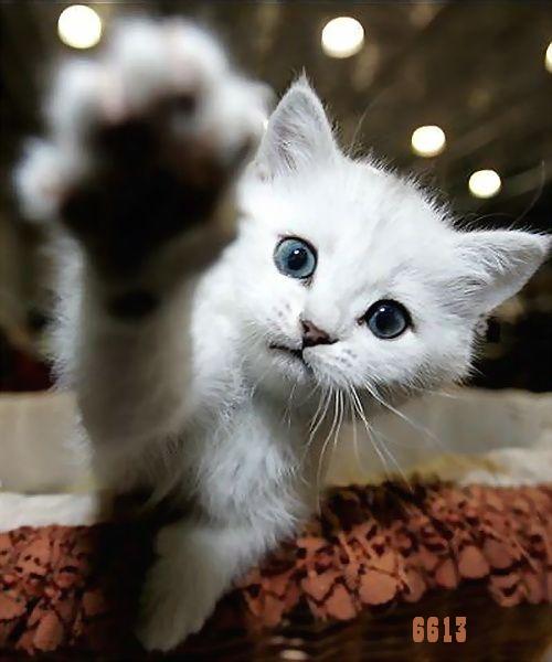 740.DAX Tipp-Spiel, Montag, 10.03.08 153374