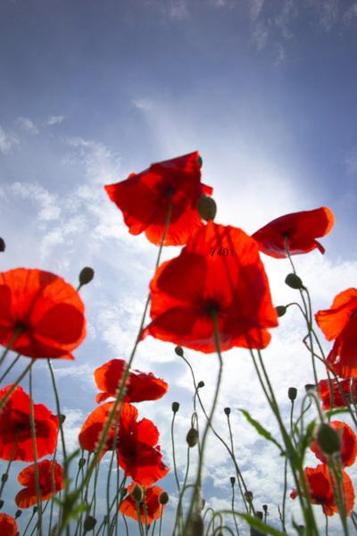 602.DAX Tipp-Spiel, Mittwoch, 22.08.07, 17.45 Uhr, 115985