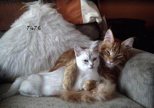 531.DAX Tipp-Spiel, Montag, 14.05.07 97879