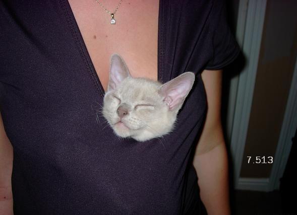 529.DAX Tipp-Spiel, Donnerstag, 10.05.07 97126