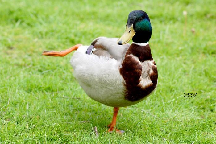 531.DAX Tipp-Spiel, Montag, 14.05.07 97903